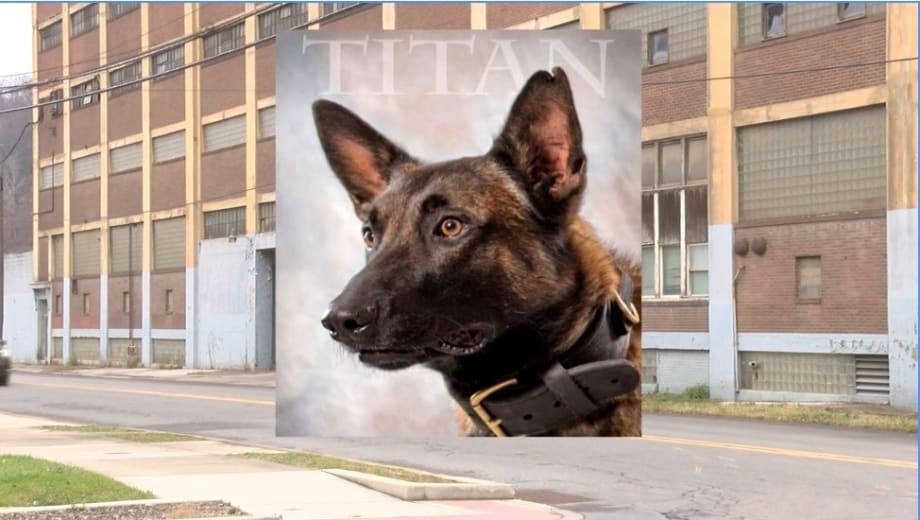 Police K-9 Dies After Falling Down Elevator Shaft
