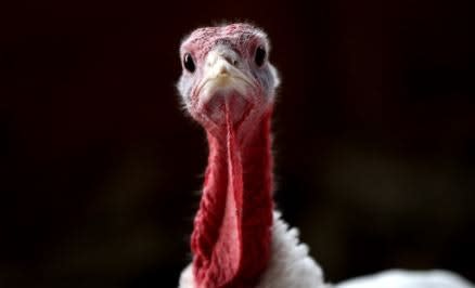 On Thanksgiving, Have a Healthy Heaping of Happy (Not a Holiday Headache)