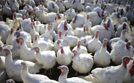 Enforcement of COVID-19 Restrictions, Thanksgiving Gatherings, and Common Sense