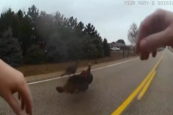 Video: Idaho Officer's Body Camera Catches Conflict with Wild Turkeys