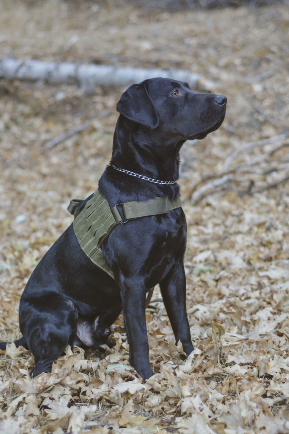 Voodoo Tactical: Optimized K-9 Protection
