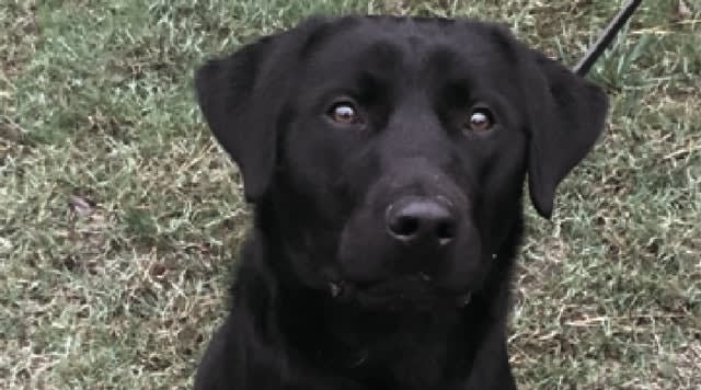 NC K-9 Dies 10 Days After Shooting
