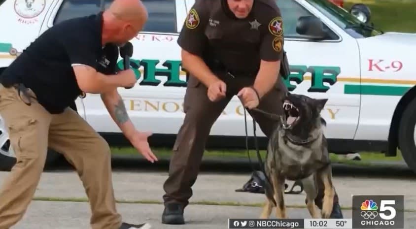 WI K-9 Shot During Arrest of Chicago Murder Suspect