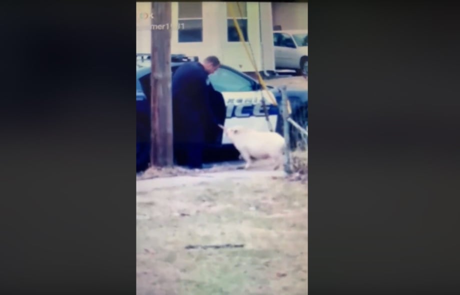 Video: Ohio Officer Uses Pizza to Lure Wayward Pig to Squad Car