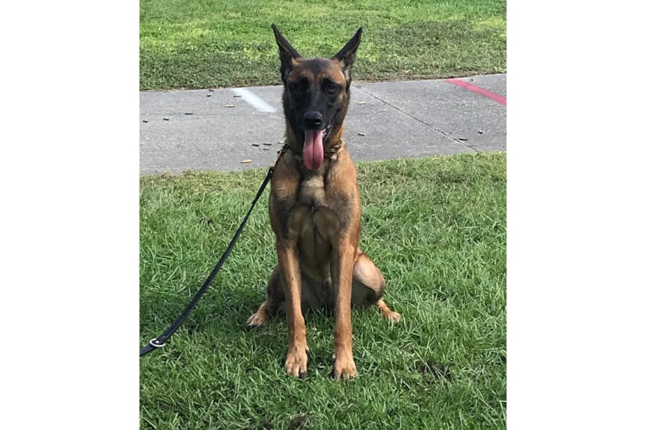 Florida K-9 Dies in Parked Patrol Vehicle