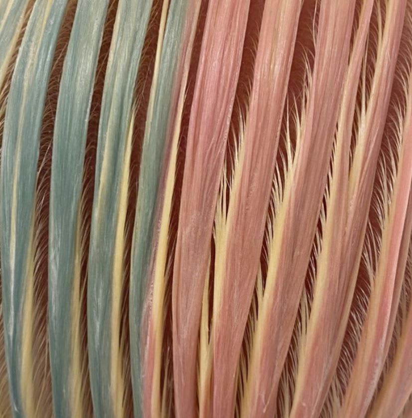 Eye Candy: Hair Color Processing Pics Are Saturated Sweets for the Soul