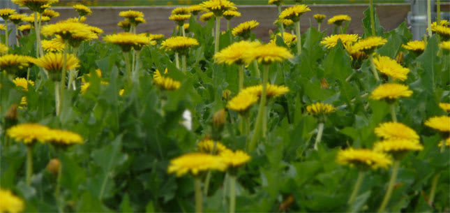 New Rubber Source: Russian Dandelions?