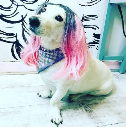 20 Times #SalonDogs Stole the Show!