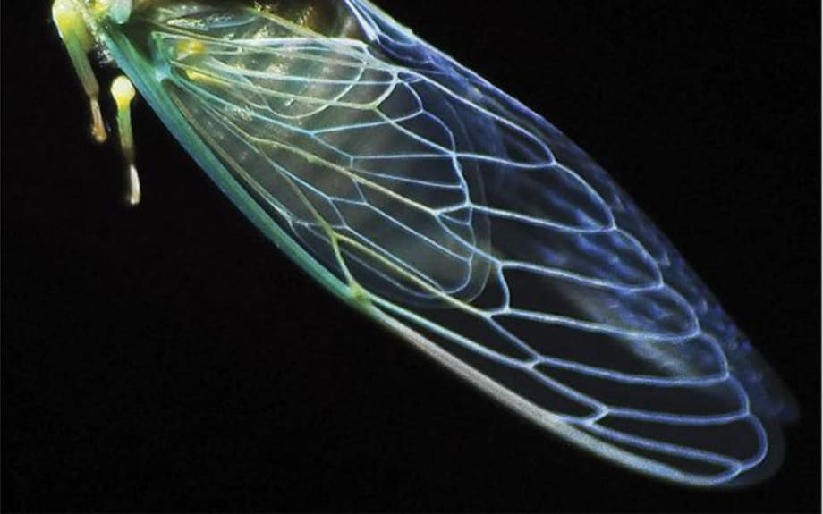 The Return of the Regulatory Cicadas: A Scylla and Charybdis Cautionary Tale