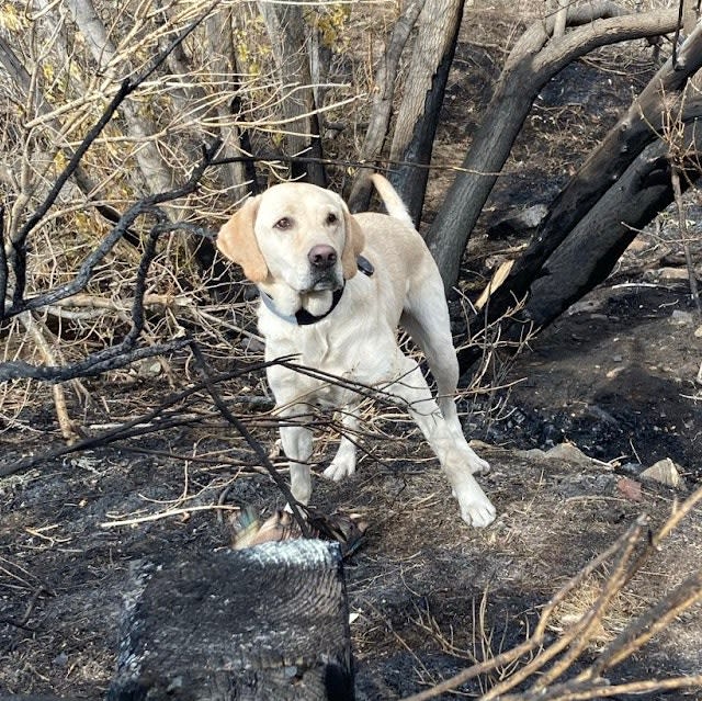 Colorado: State Fire Agency Adds K9s Trained in Fire Detection