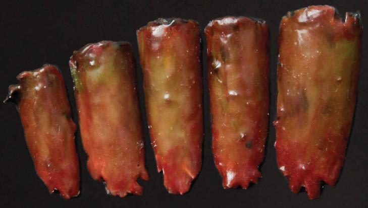 Nails to Die For: Scary Nail Art for Halloween