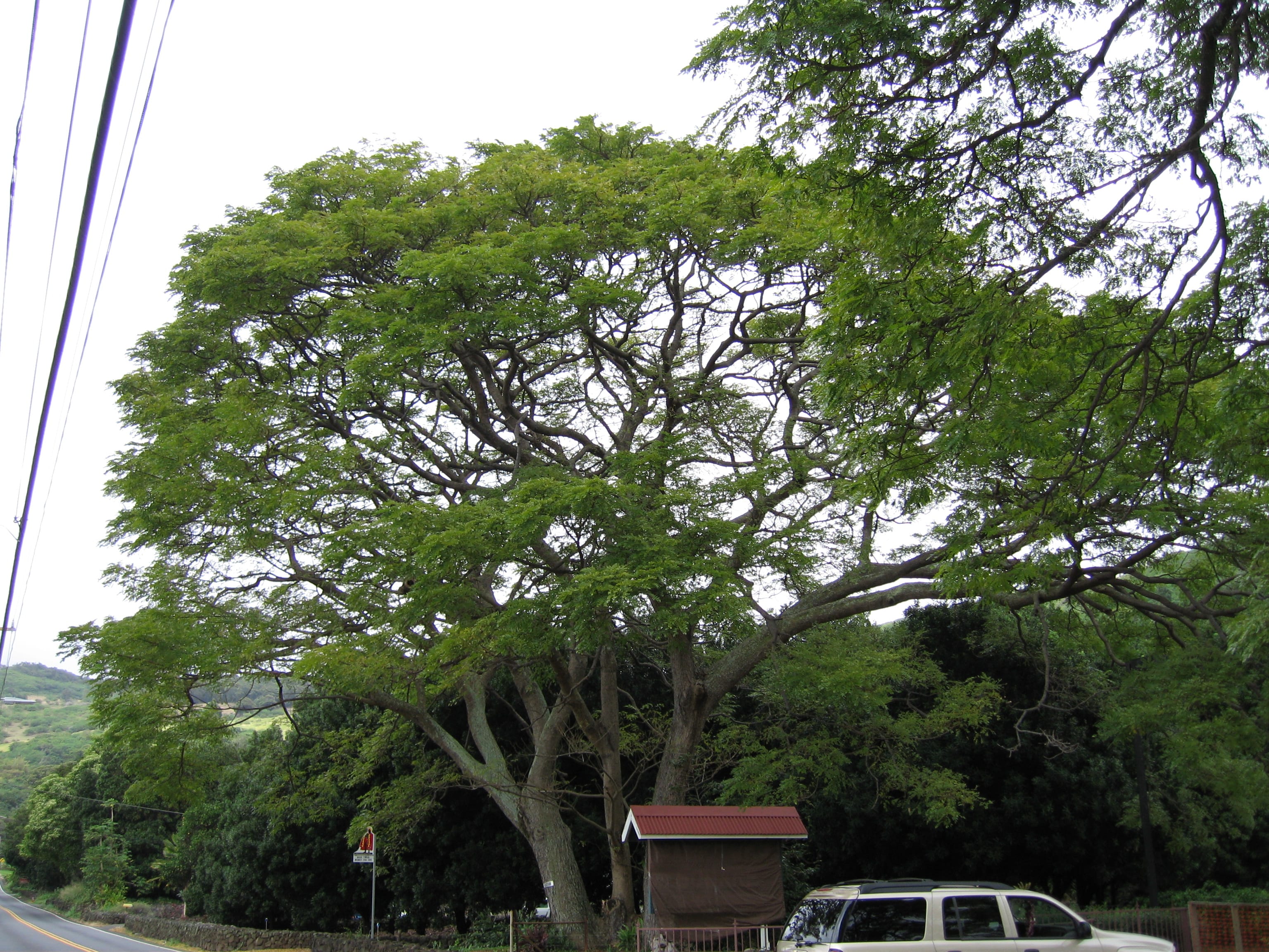 Hawaii’s HART gets high marks for tree preservation | Metro
