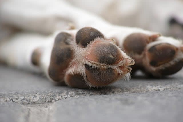 7 Steps to Healthier K9 Paws | Police Magazine