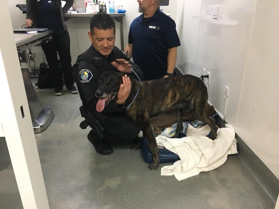 California K-9 Recovering After Losing Teeth Taking Down Carjacking ...