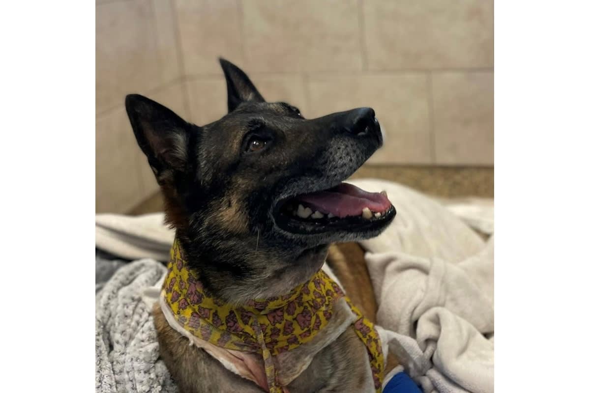 FL K-9 Recovering After Being Shot 3 Times | Police Magazine