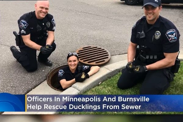 Minnesota Officers Rescue Ducklings from Storm Drains | Police Magazine