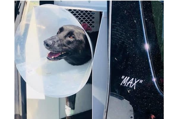 Texas K-9 Injured in Line of Duty to be Honored by Community | Police ...